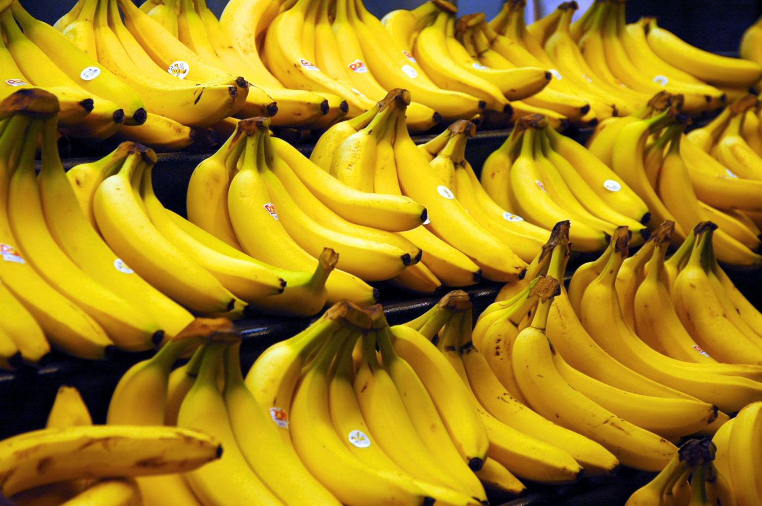 Bananas are clones, now there's worry they may go extinct Science Codex
